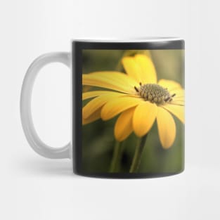 Osteospermum Sunny Asti Mug